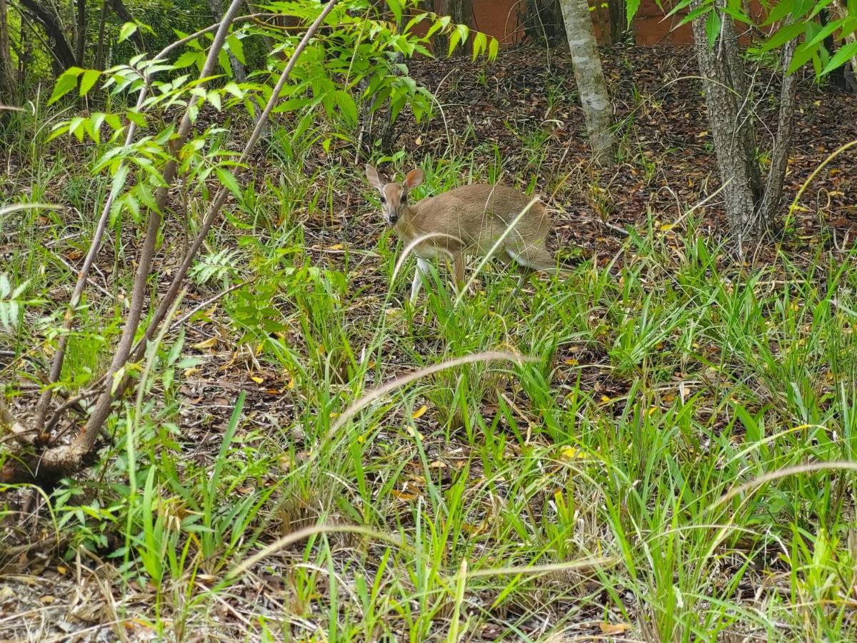 Gosana Eco Nature Hotel Kilifi Kültér fotó